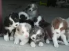 Photo №4. I will sell australian shepherd in the city of Mainz.  - price - 376$