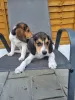 Additional photos: Pedigree Beagle puppies