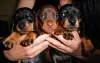 Additional photos: Miniature dachshund puppies, wirehaired and smooth, different colors