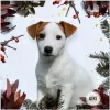 Photo №1. jack russell terrier - for sale in the city of Minsk | 240$ | Announcement № 30702