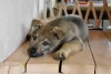 Photo №4. I will sell czechoslovakian wolfdog in the city of Yaroslavl. private announcement - price - negotiated