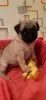 Additional photos: Purebred pug puppies