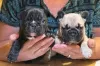 Photo №1. french bulldog - for sale in the city of Sydney | 450$ | Announcement № 131254