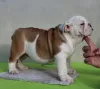 Additional photos: ENGLISH BULLDOG puppies