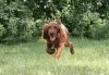 Photo №3. Irish Setter puppy. Ukraine