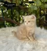 Additional photos: Golden British Shorthair Longhair Girls Boys