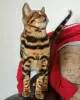 Additional photos: Bengal kittens for sale