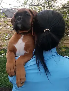 Photo №3. German Boxer Puppies. Belarus