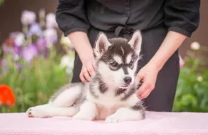 Additional photos: Puppies thoroughbred Siberian Husky