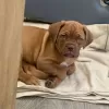 Photo №1. dogue de bordeaux - for sale in the city of Sofia | 423$ | Announcement № 78622