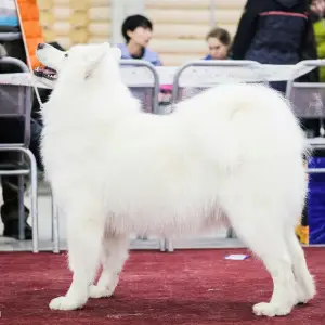 Additional photos: Purebred Samoyed puppies.