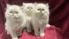 Photo №1. persian cat - for sale in the city of Walldorf | negotiated | Announcement № 110364