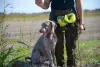 Photo №4. I will sell weimaraner in the city of Нови Сад.  - price - negotiated