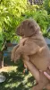 Additional photos: Dogue de Bordeaux puppies