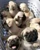 Photo №1. pug - for sale in the city of Helsinki | 424$ | Announcement № 130395