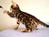 Additional photos: Bengal kittens