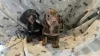 Photo №1. dachshund - for sale in the city of Quincy | 350$ | Announcement № 112787