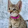 Photo №2 to announcement № 129829 for the sale of savannah cat - buy in Belgium 