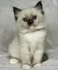 Photo №1. ragdoll - for sale in the city of New York | 280$ | Announcement № 105104