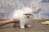 Additional photos: Pomeranian spitz girl KSU bear buy dog tsucenya puppy gift