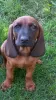 Photo №1. bavarian mountain hound - for sale in the city of Tworóg | 845$ | Announcement № 114678