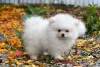 Additional photos: Exclusive pomeranian