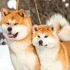 Additional photos: Japanese Akita Inu puppies