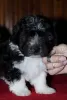 Photo №2 to announcement № 13644 for the sale of havanese dog - buy in Russian Federation from nursery