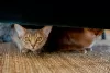 Additional photos: Purebred Abyssinian kitty with fresh blood lines for breeding (WCF)