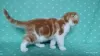 Photo №2 to announcement № 9311 for the sale of scottish fold - buy in Russian Federation breeder