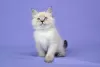 Photo №2 to announcement № 21299 for the sale of siberian cat - buy in Russian Federation from nursery, breeder