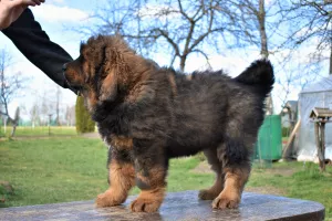 Photo №3. Grand Imperial Club offers puppies of the Tibetan mastiff. Latvia