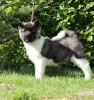 Photo №4. I will sell american akita in the city of Москва. from nursery, breeder - price - negotiated