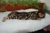 Additional photos: Gorgeous Bengal cats.