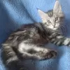 Additional photos: Sell Maine Coon A-22 cat