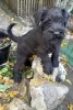 Additional photos: Miniature Schnauzer black and pepper-salt