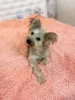 Photo №2 to announcement № 7852 for the sale of yorkshire terrier - buy in Russian Federation private announcement