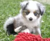 Photo №1. australian shepherd - for sale in the city of Берлинген | Is free | Announcement № 11122