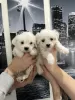 Photo №1. maltese dog - for sale in the city of Novi Bečej | 158$ | Announcement № 91125