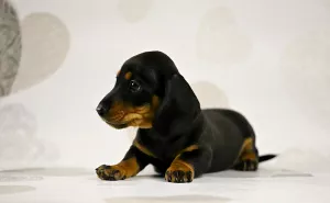 Photo №3. Dachshund miniature gsh. Russian Federation