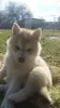 Additional photos: Siberian husky puppies rare isabella color