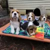 Photo №3. Beagle puppies for adoption. United States