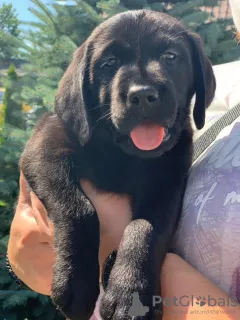 Photo №1. labrador retriever - for sale in the city of Lviv | 379$ | Announcement № 7162