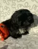 Photo №4. I will sell shih tzu in the city of Ozorków. breeder - price - 303$