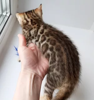 Additional photos: Bengal kittens