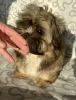 Photo №1. shih tzu - for sale in the city of Ozorków | 303$ | Announcement № 35915