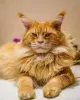 Additional photos: Gorgeous Maine Coon