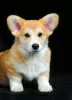 Photo №3. Welsh Corgi puppies. Ukraine