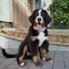 Photo №4. I will sell bernese mountain dog in the city of Trieste. breeder - price - 1352$