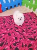 Photo №1. pomeranian - for sale in the city of Tbilisi | negotiated | Announcement № 122701